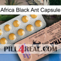 Africa Black Ant Capsule 41